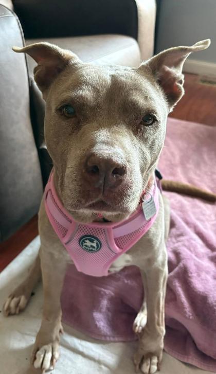 Miss Marly - In Foster Home, ADOPTABLE, Senior Female Mixed Breed.
