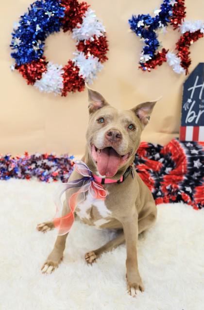 Miss Marly - In Foster Home, a ADOPTABLE Mixed Breed in Hamilton, OH image 4/4