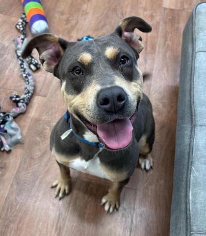 Enlarge Penny, a Adoptable mixed breed in Savannah, GA image 1/3