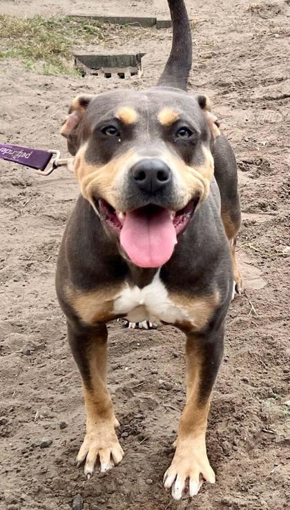 Enlarge Penny, a Adoptable mixed breed in Savannah, GA image 1/3