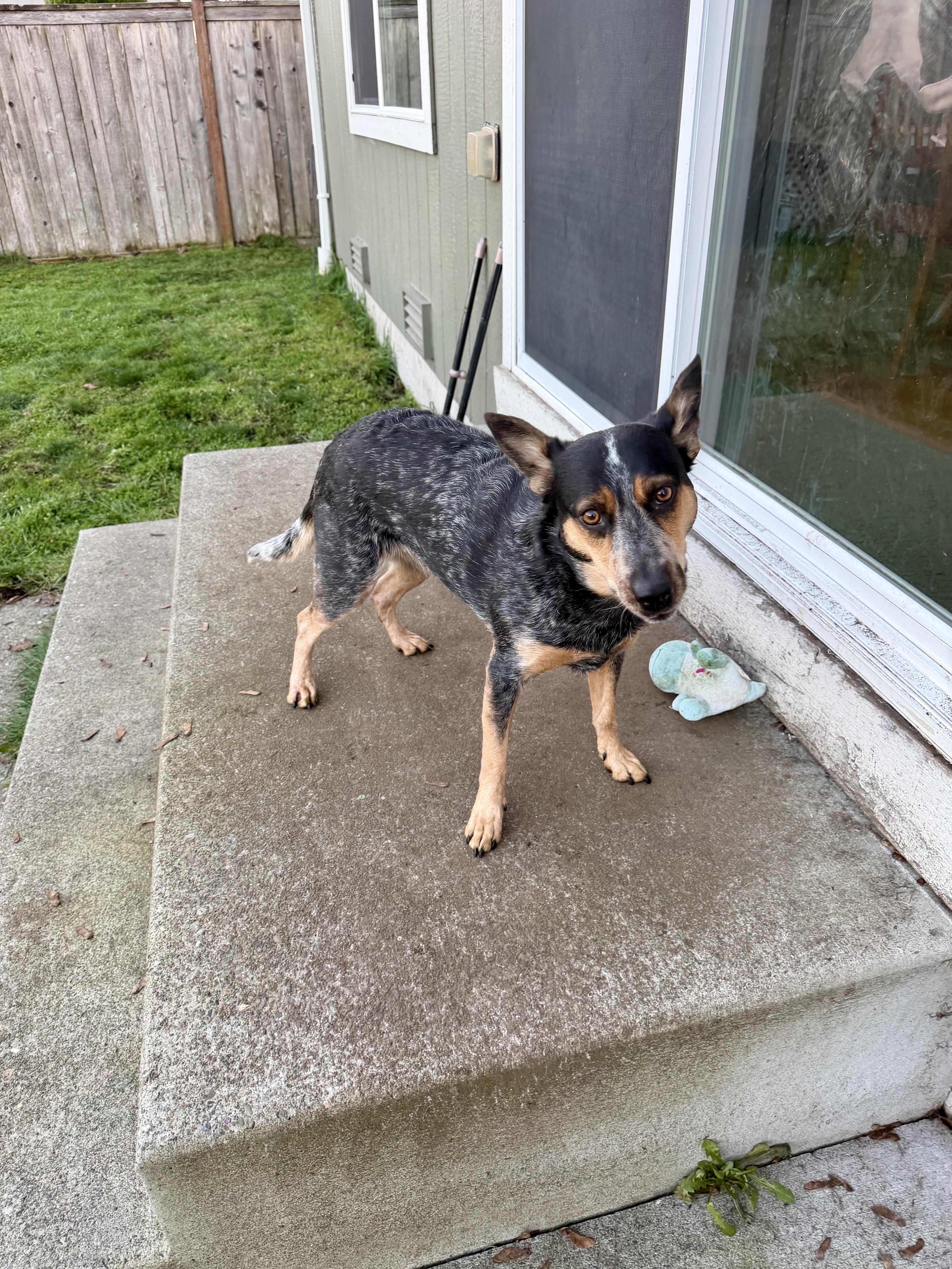 Willow, a Adoptable Australian Cattle Dog / Blue Heeler in Port Angeles, WA image 5/6