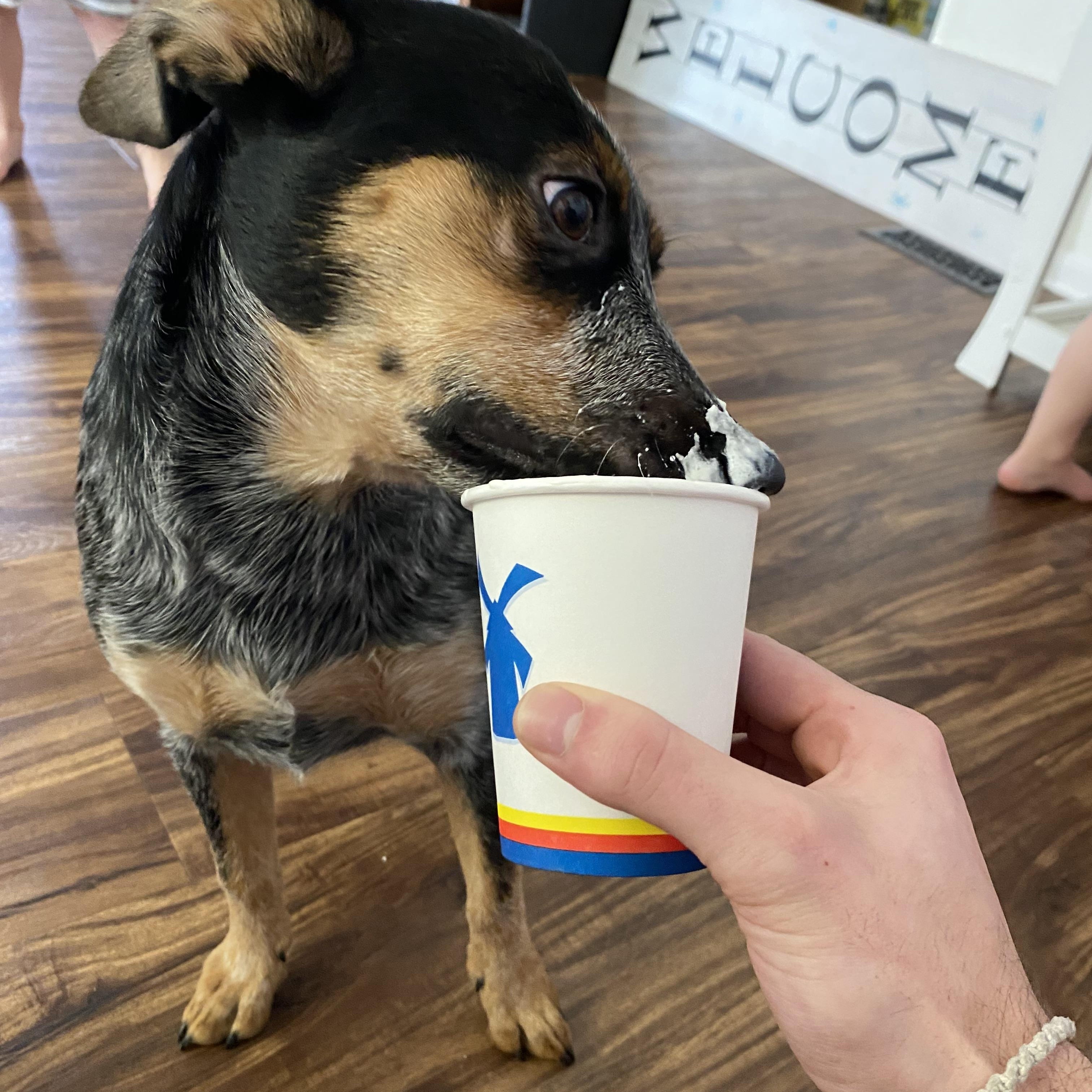 Willow, a Adoptable Australian Cattle Dog / Blue Heeler in Port Angeles, WA image 4/6