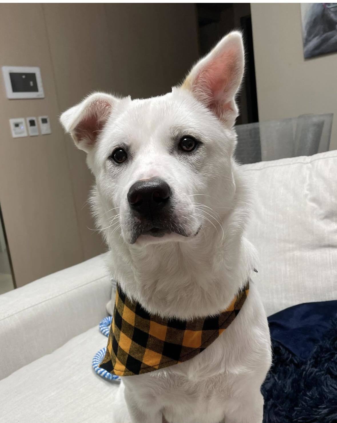 Enlarge Olaf COURTESY POST, a Adoptable mixed breed in Temecula, CA image 1/3