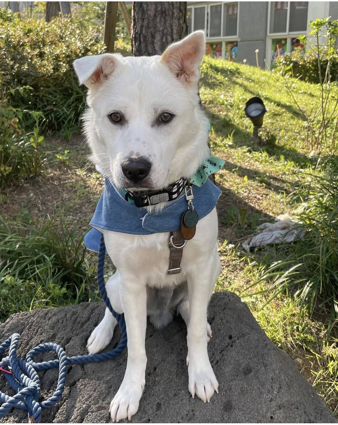 Enlarge Olaf COURTESY POST, a Adoptable mixed breed in Temecula, CA image 2/3