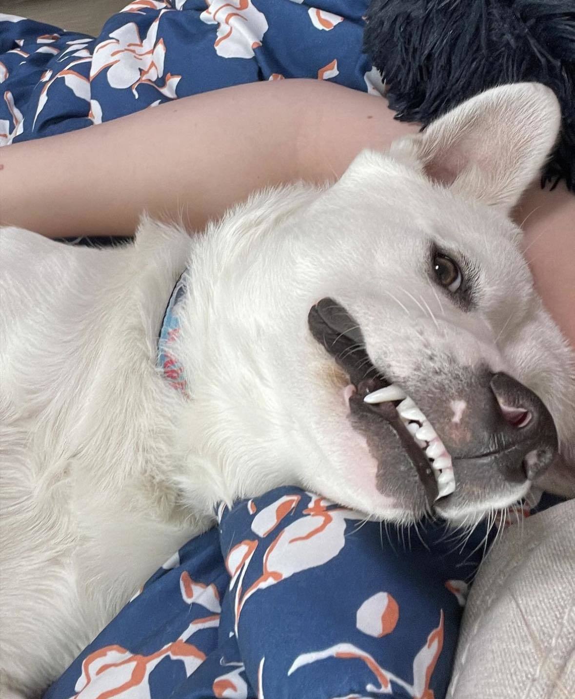 Enlarge Olaf COURTESY POST, a Adoptable mixed breed in Temecula, CA image 3/3