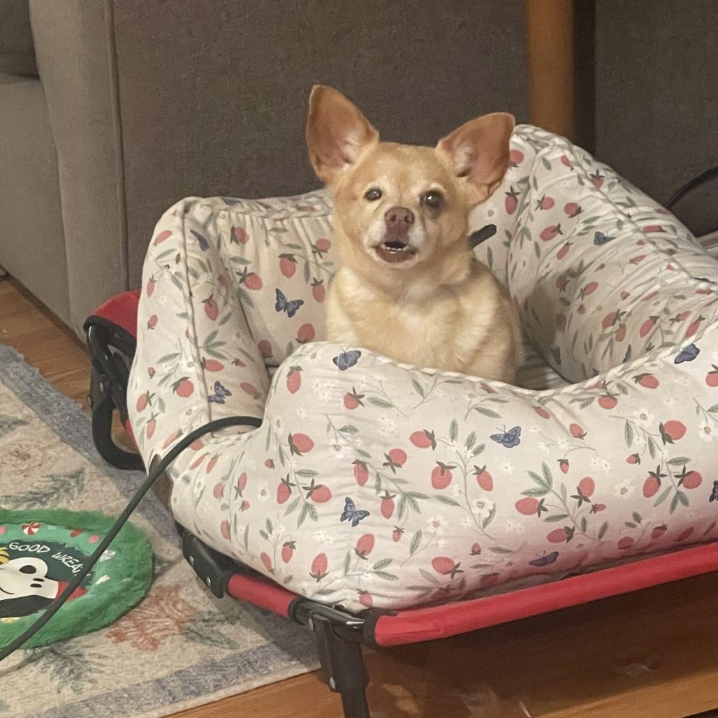 Sherbet Squirrel, Adoptable, Senior Female Chihuahua & Mixed Breed.