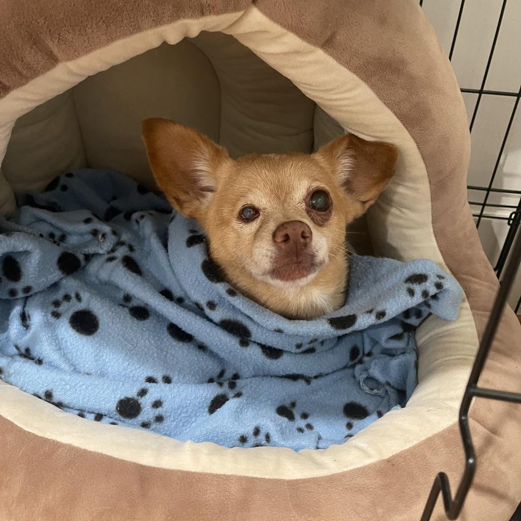 Sherbet Squirrel, a Adoptable mixed breed in Fayetteville, AR image 2/5
