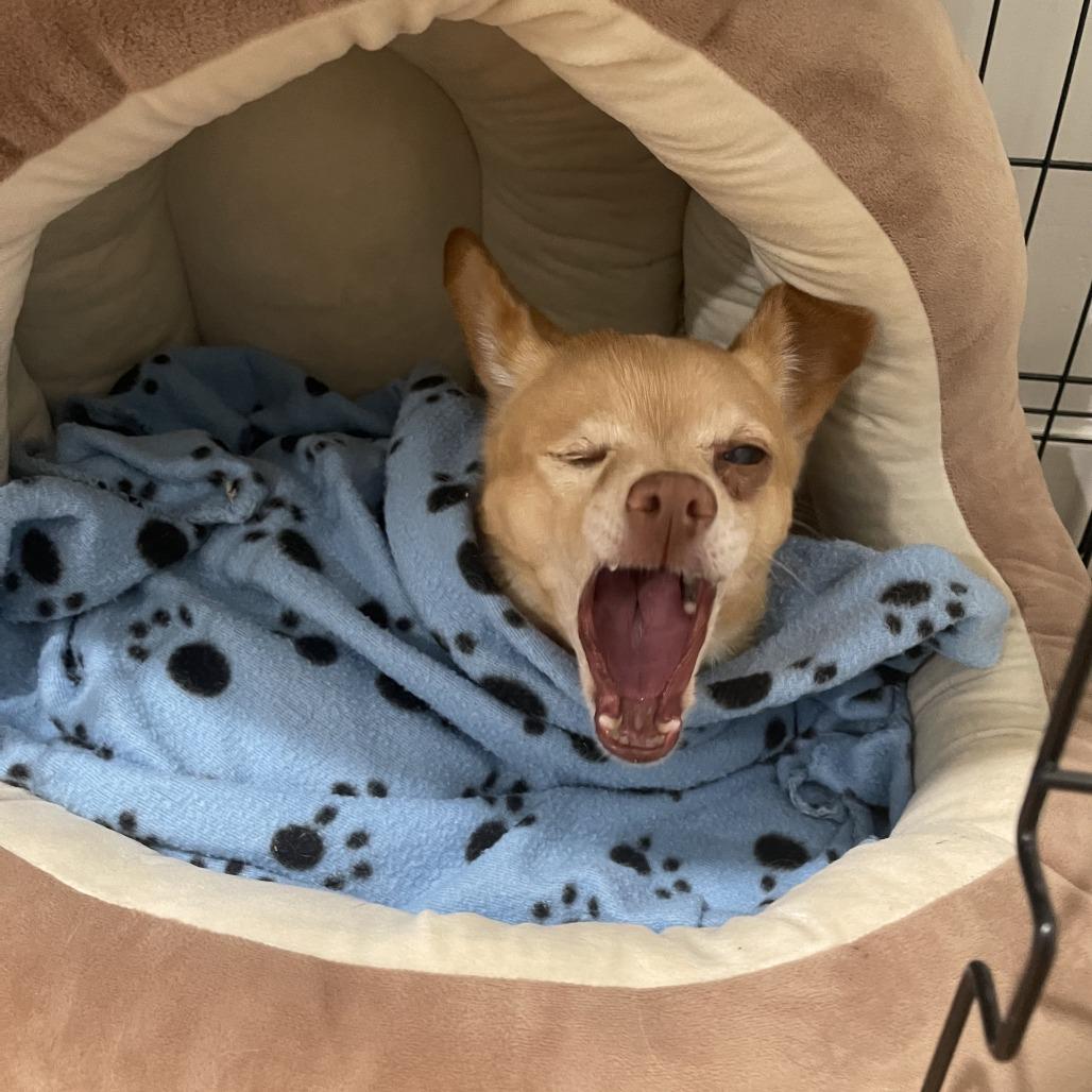Sherbet Squirrel, a Adoptable mixed breed in Fayetteville, AR image 3/5