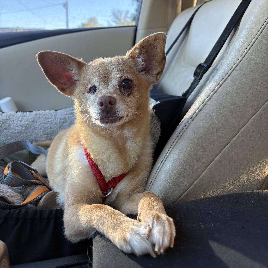 Sherbet Squirrel, a Adoptable mixed breed in Fayetteville, AR image 4/5