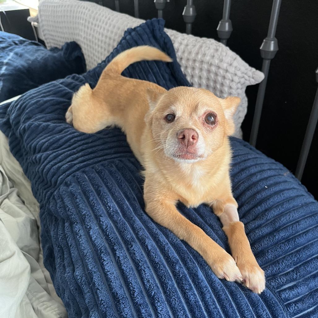 Enlarge Sherbet Squirrel, a Adoptable mixed breed in Fayetteville, AR image 6/6