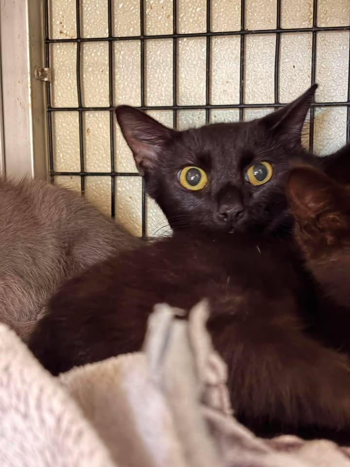 Galaxy, Adoptable, Young Female Domestic Short Hair.