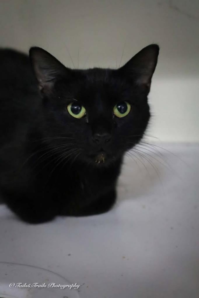 Enlarge Galaxy, a Adoptable mixed breed in Greensburg, IN image 2/2
