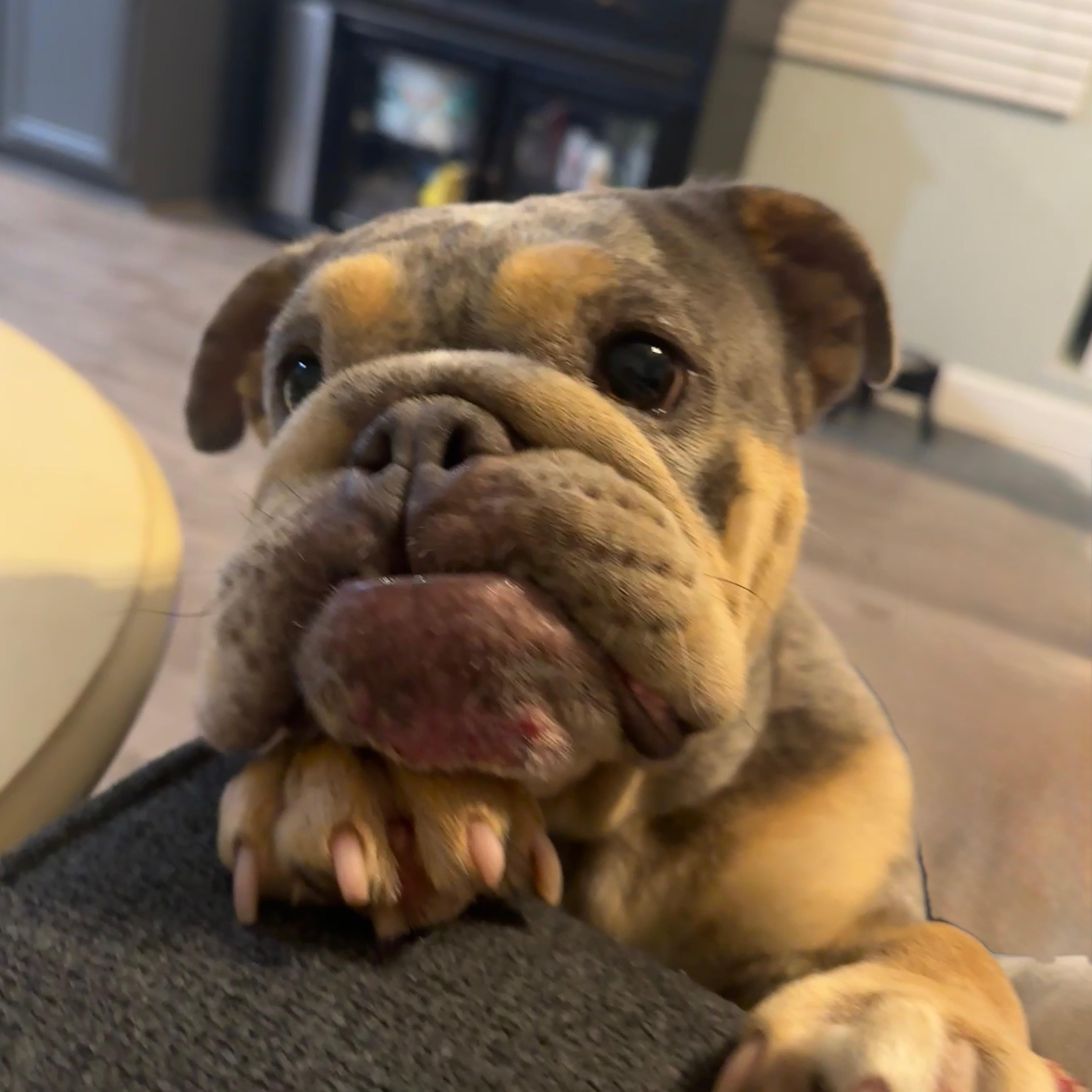 Enlarge Kali, a Adoptable English Bulldog in Rancho Santa Fe, CA image 3/4