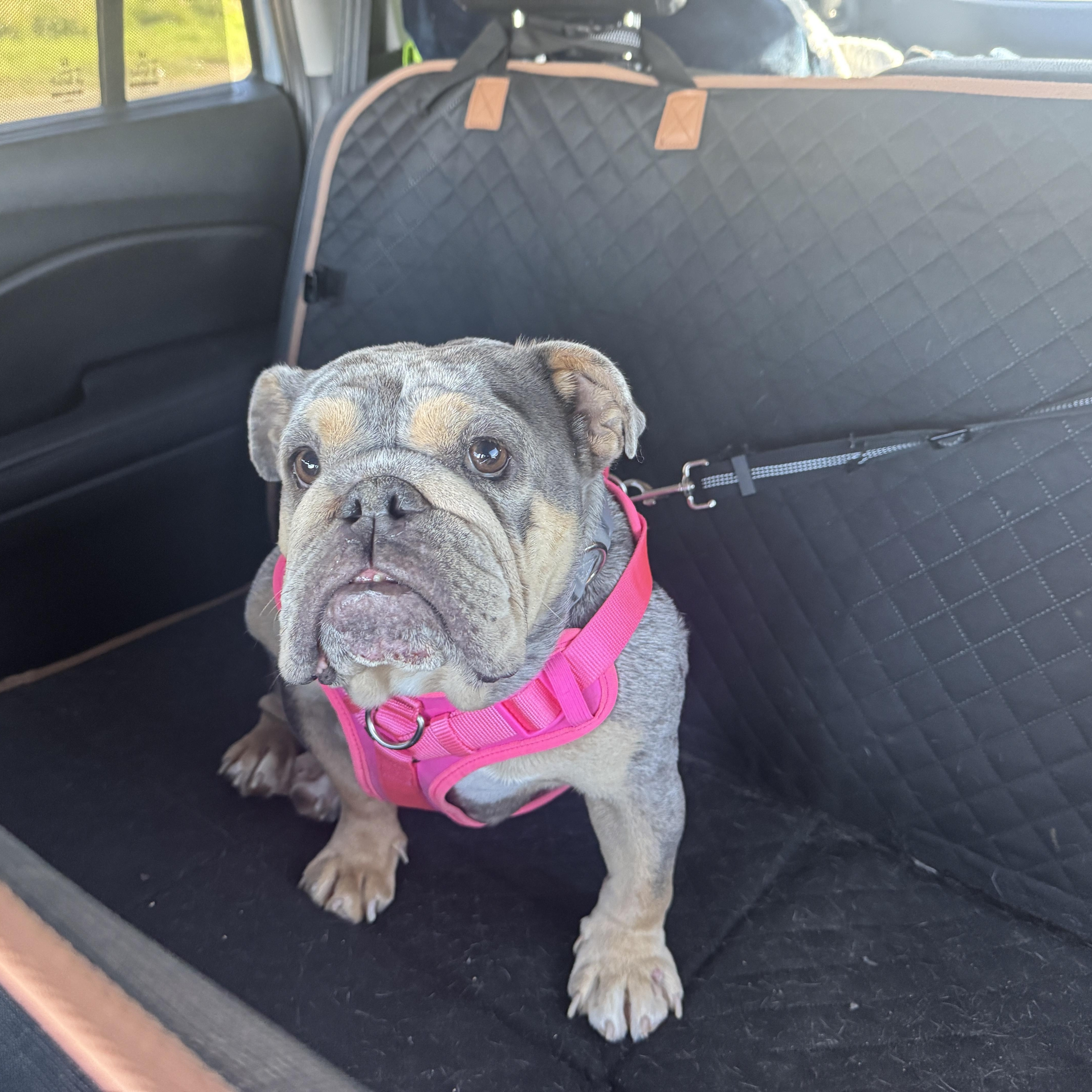 Enlarge Kali, a Adoptable English Bulldog in Rancho Santa Fe, CA image 4/4