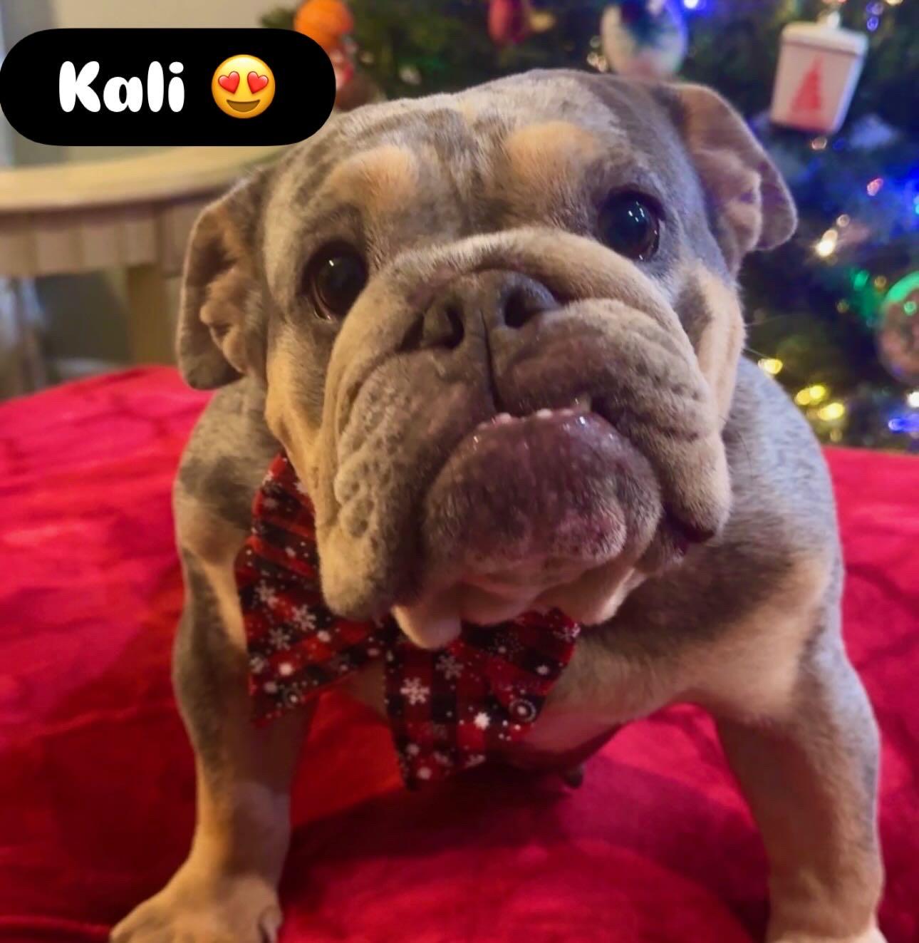 Kali, Adoptable, Adult Female English Bulldog.