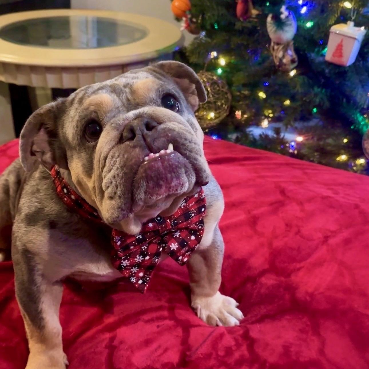 Enlarge Kali, a Adoptable English Bulldog in Rancho Santa Fe, CA image 2/4