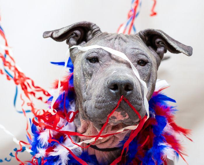 Queen, Adult Female Plott Hound