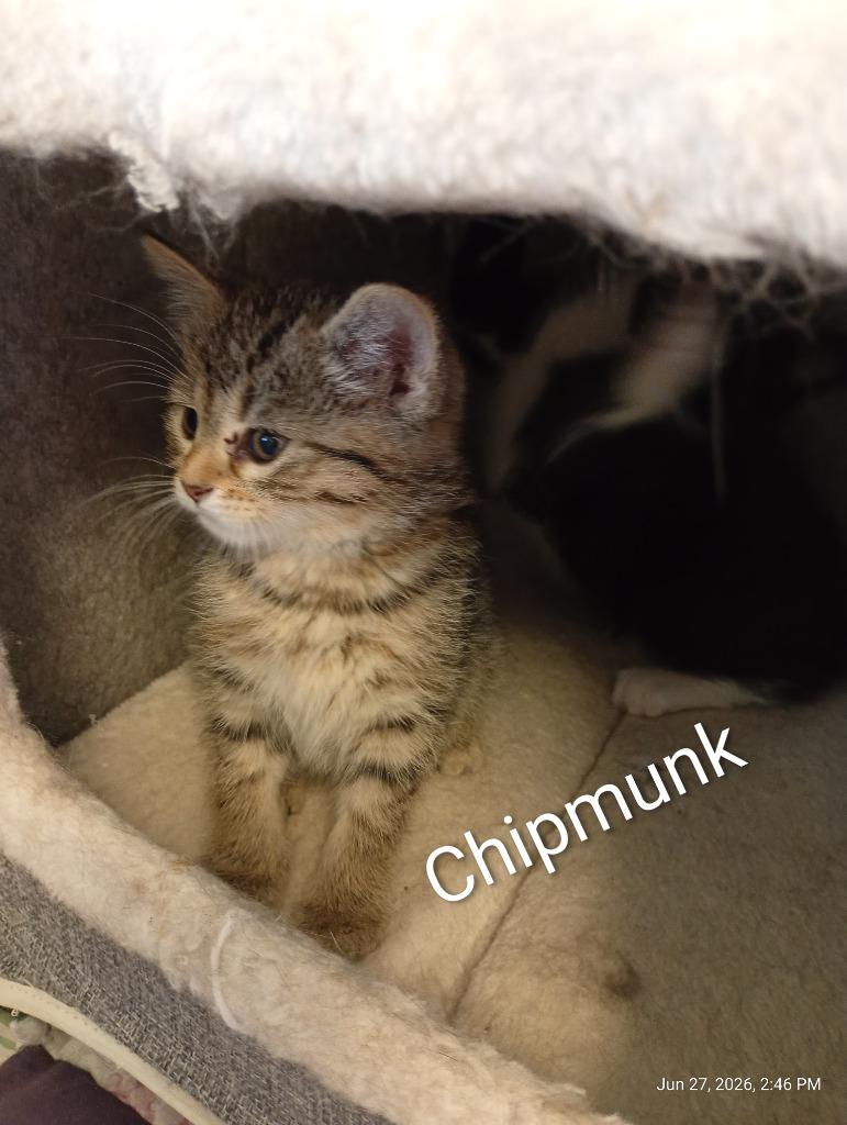 Chipmunk ( adoption pending), Adopted, Kitten Female Domestic Short Hair.
