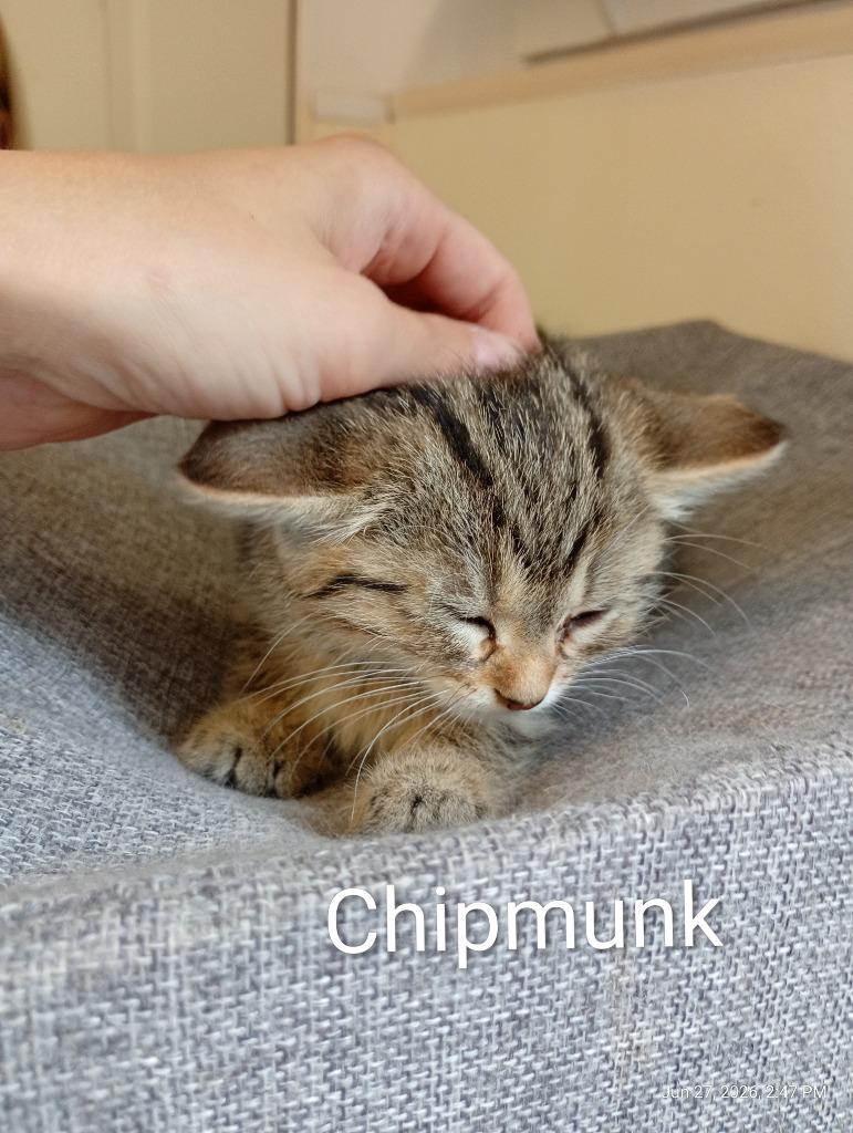 Chipmunk ( adoption pending), a Adopted mixed breed in Saint James, MN image 2/4