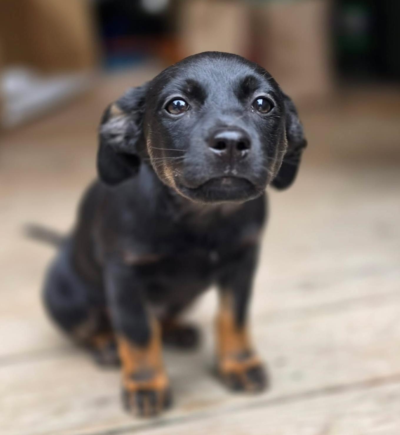 FireCracker (Fireworks litter), an adopted mixed breed in Silvana, WA image 3/6