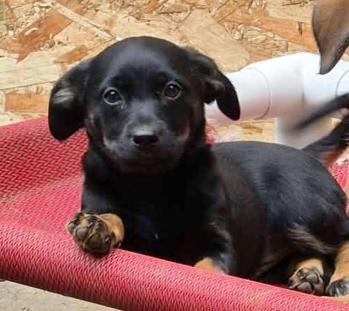 FireCracker (Fireworks litter), an adopted mixed breed in Silvana, WA image 2/6