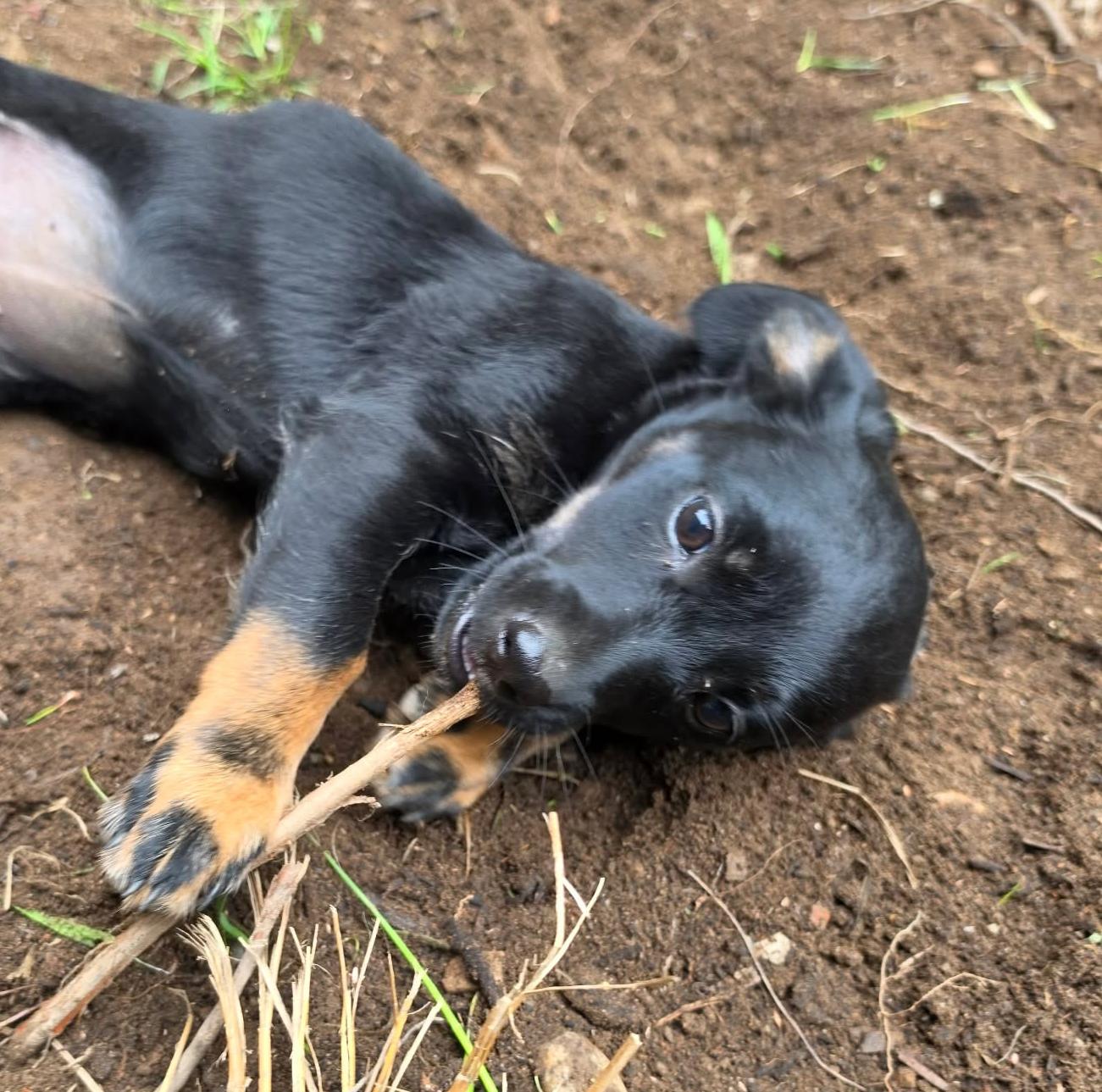 FireCracker (Fireworks litter), an adopted mixed breed in Silvana, WA image 5/6