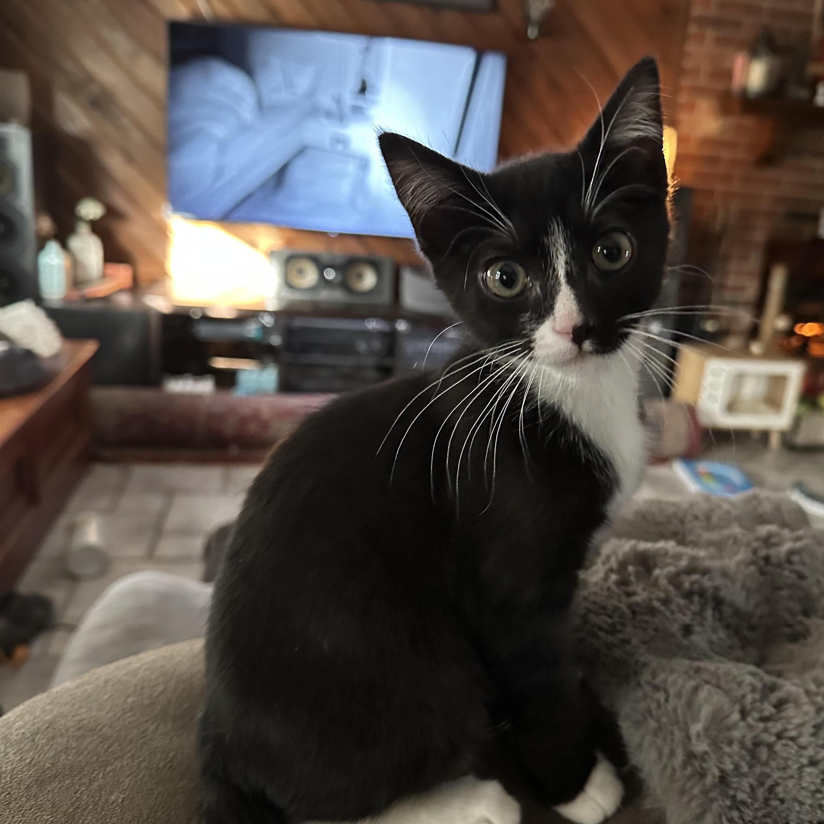 Big Mac, adopted, Kitten Male Domestic Short Hair.
