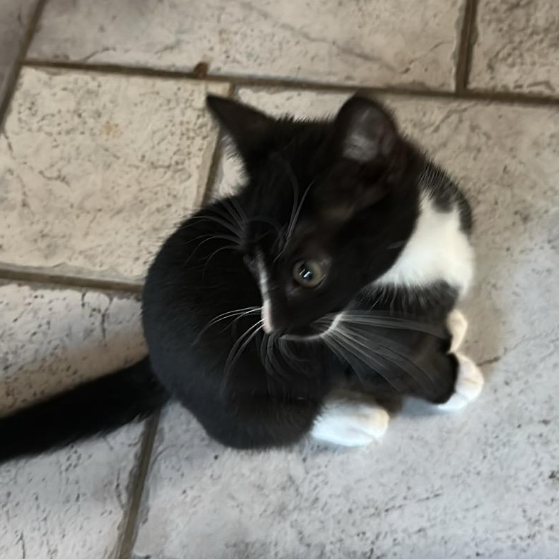 Big Mac, an adopted Domestic Short Hair in Tuttle, OK image 3/3