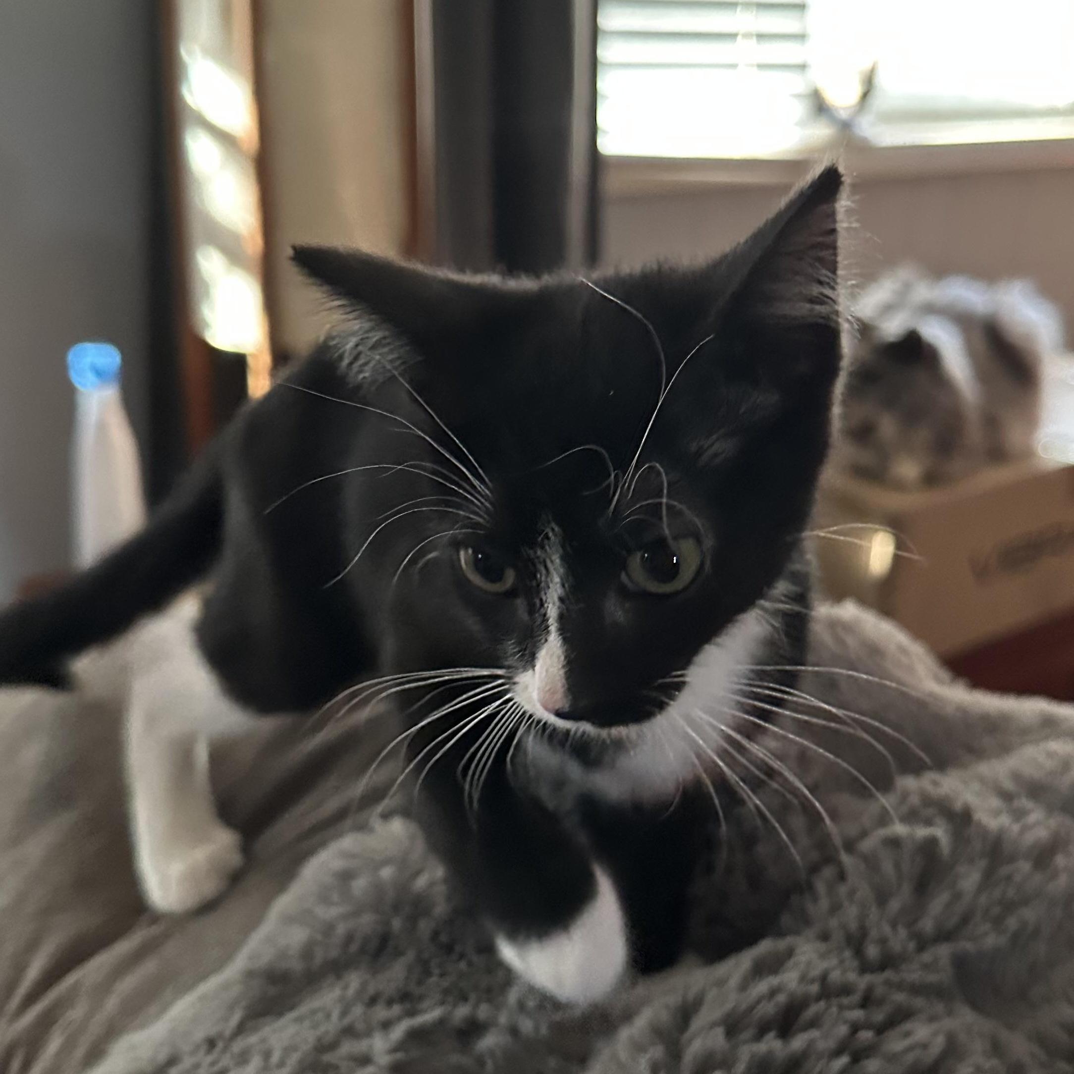 Big Mac, an adopted Domestic Short Hair in Tuttle, OK image 2/3