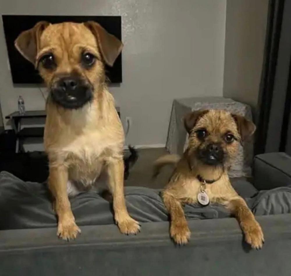 Romy and Michelle, Adoptable, Young Female Border Terrier.