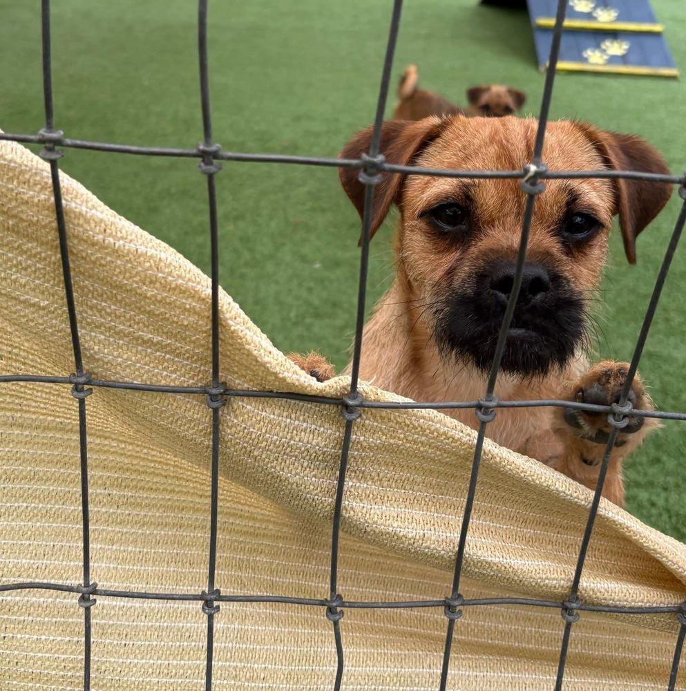 Enlarge Romy and Michelle, a Adoptable Border Terrier in Winter Garden, FL image 2/4