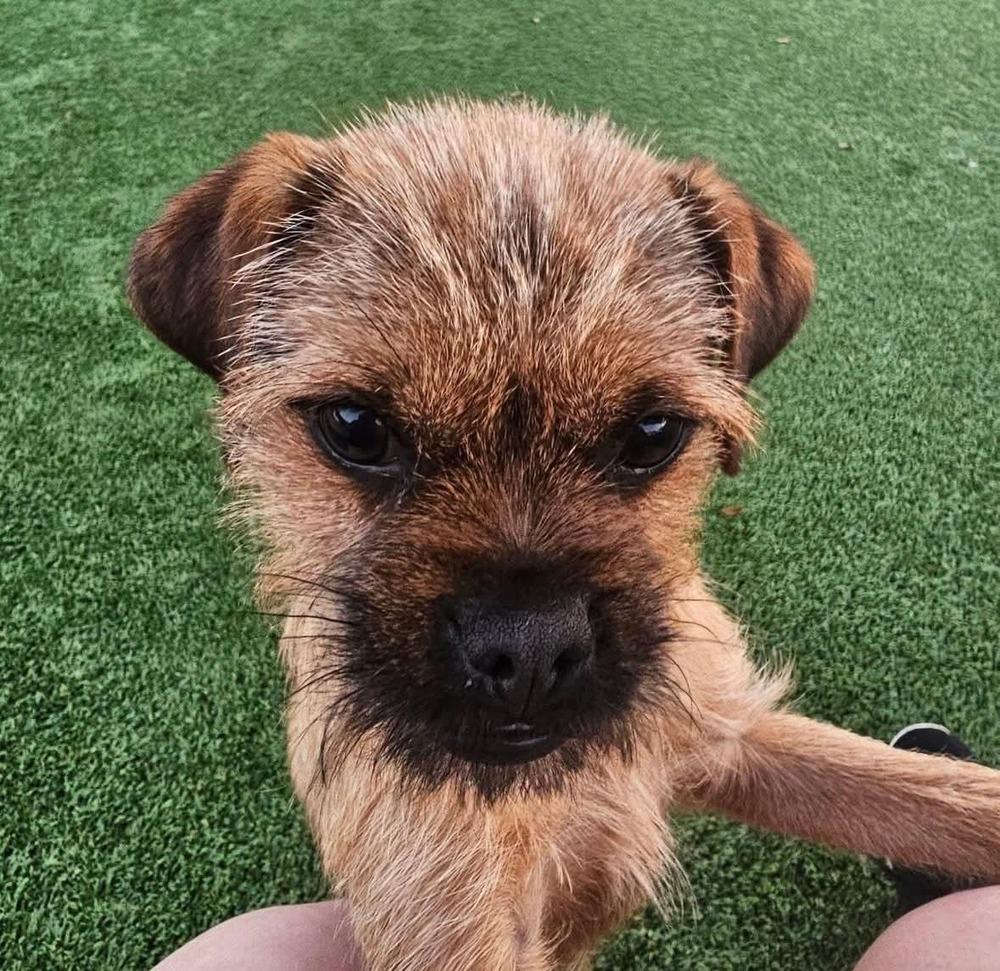 Enlarge Romy and Michelle, a Adoptable Border Terrier in Winter Garden, FL image 3/4
