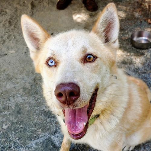 Abraham, a Adopted mixed breed in Snow Camp, NC image 1/3