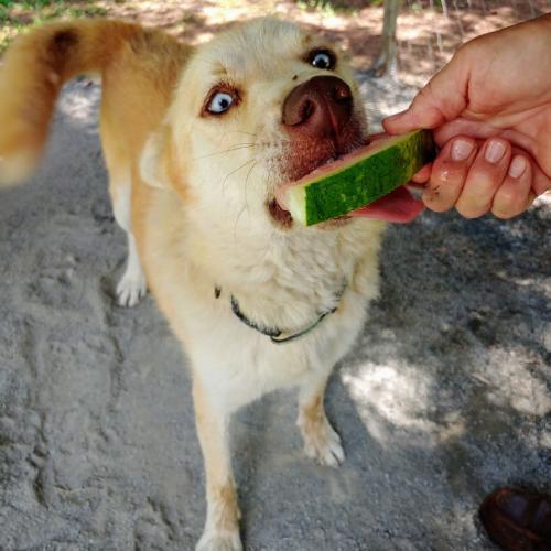 Abraham, a Adopted mixed breed in Snow Camp, NC image 2/3