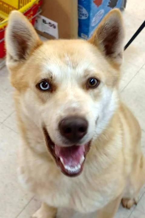 Abraham, a Adopted mixed breed in Snow Camp, NC image 3/3