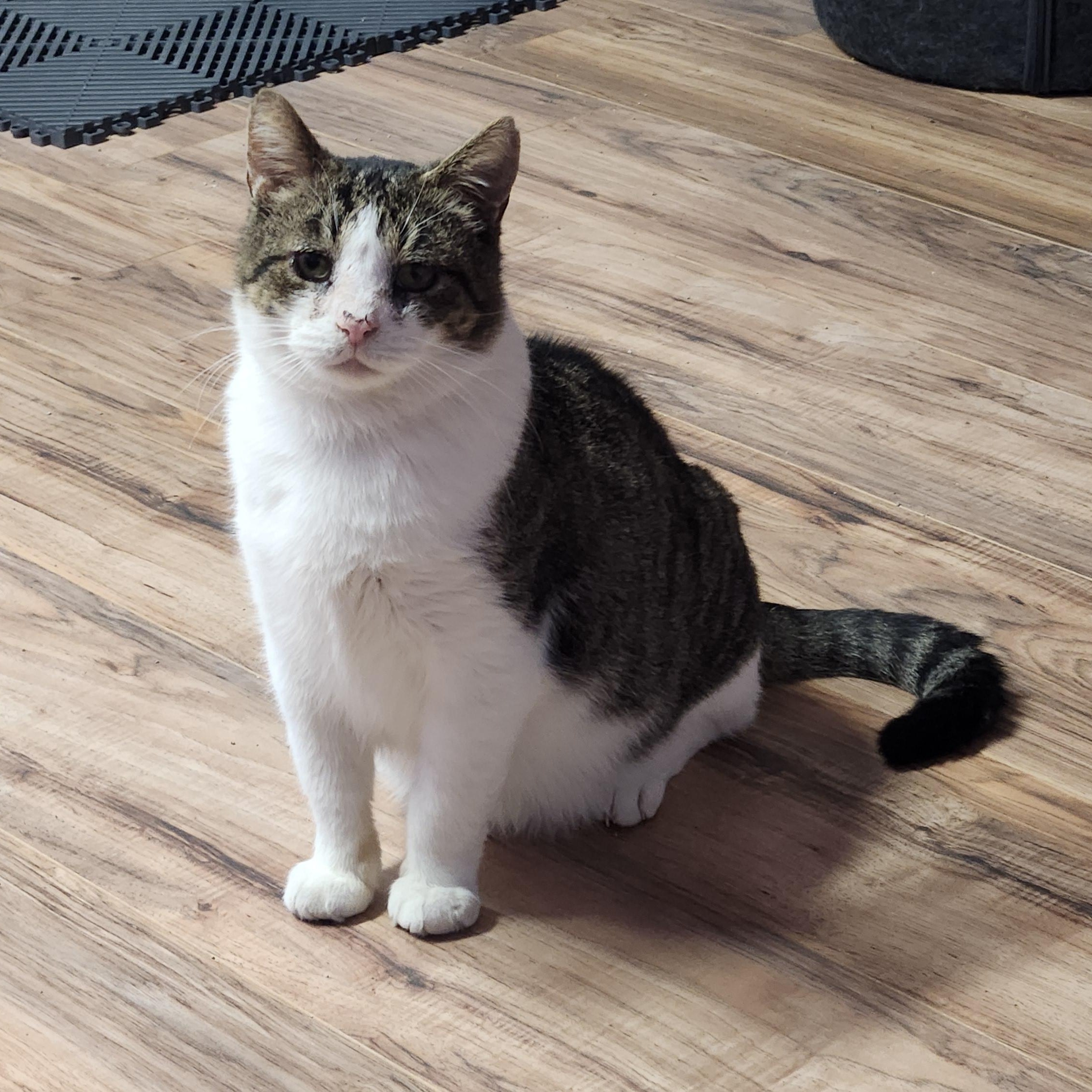 Rusty (Sponsored adoption), an adopted Domestic Short Hair in Stow, MA image 1/6
