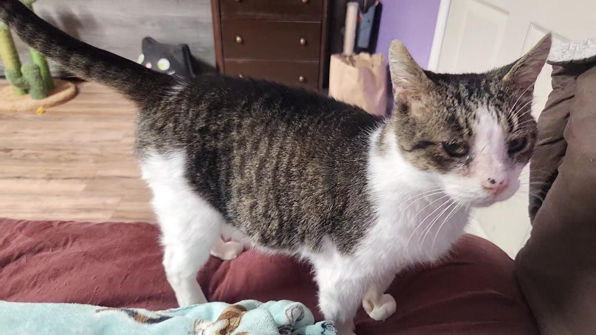 Rusty, ADOPTABLE, Adult Male Domestic Short Hair.