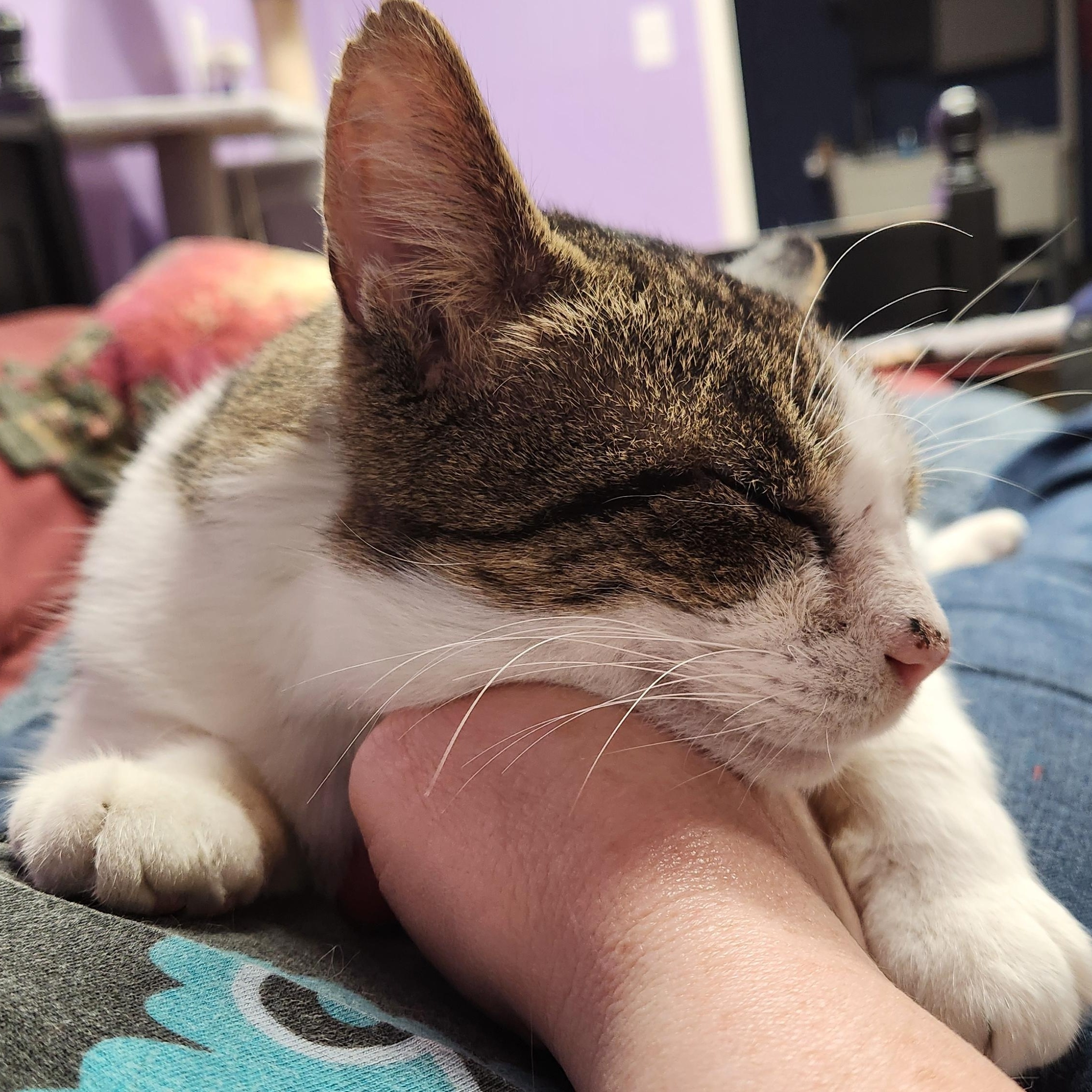 Rusty (Sponsored adoption), an adopted Domestic Short Hair in Stow, MA image 2/6