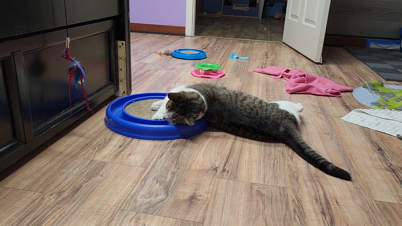 Enlarge Rusty (Sponsored adoption), an adopted Domestic Short Hair in Stow, MA video 4/6