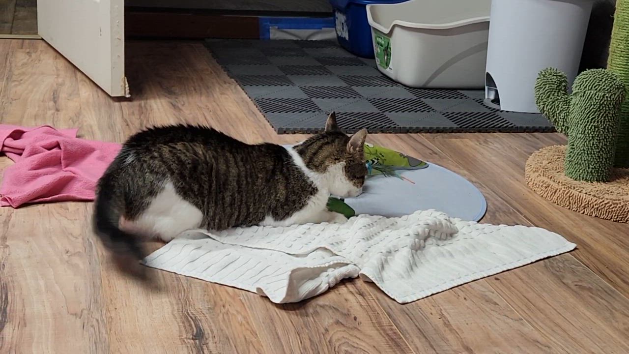 Enlarge Rusty (Sponsored adoption), an adopted Domestic Short Hair in Stow, MA video 6/6