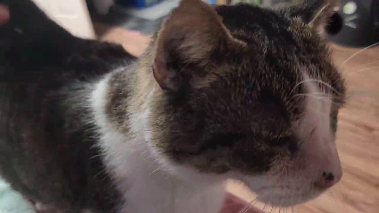 Enlarge Rusty, a ADOPTABLE Domestic Short Hair in Stow, MA video 4/6