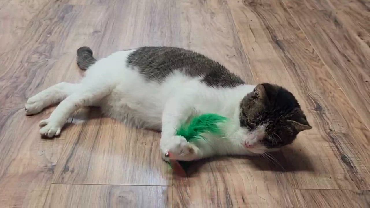 Enlarge Rusty, a ADOPTABLE Domestic Short Hair in Stow, MA video 6/6