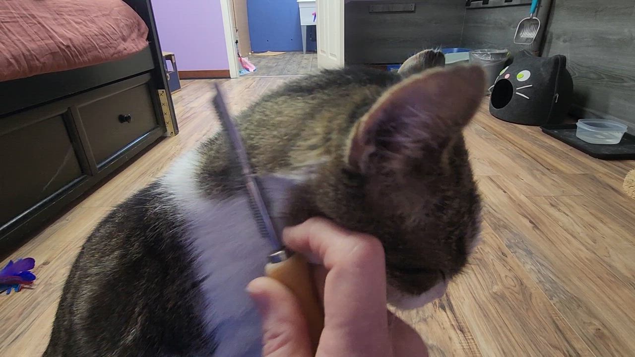 Enlarge Rusty (Sponsored adoption), an adopted Domestic Short Hair in Stow, MA video 3/6