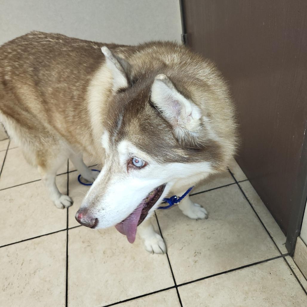 Enlarge Havana, a Adoptable Siberian Husky in Pahrump, NV image 2/4