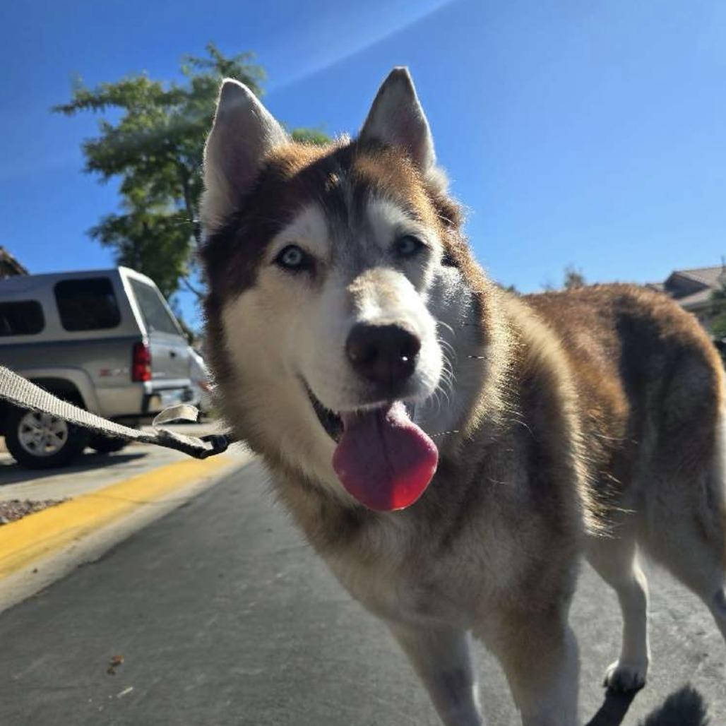 Enlarge Havana, a Adoptable Siberian Husky in Pahrump, NV image 3/4