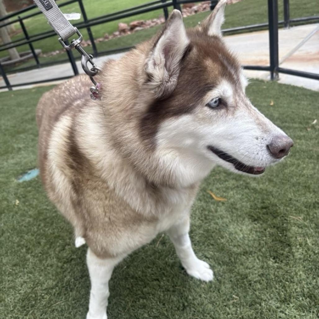 Enlarge Havana, a Adoptable Siberian Husky in Pahrump, NV image 4/4