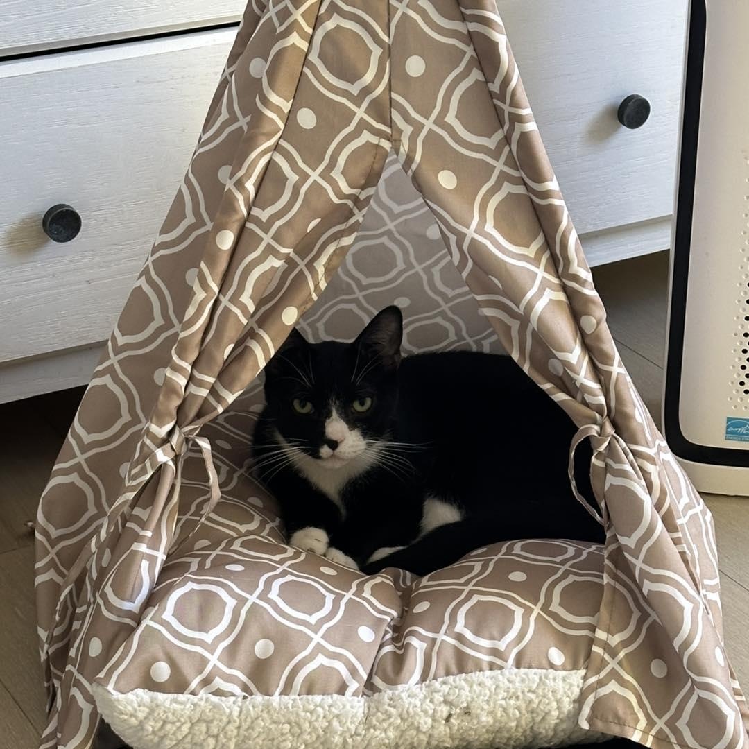 Enlarge Gizmo, a ADOPTABLE Domestic Short Hair in Toms River, NJ image 2/2