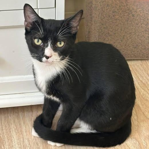 Enlarge Gizmo, a ADOPTABLE Domestic Short Hair in Toms River, NJ image 1/2