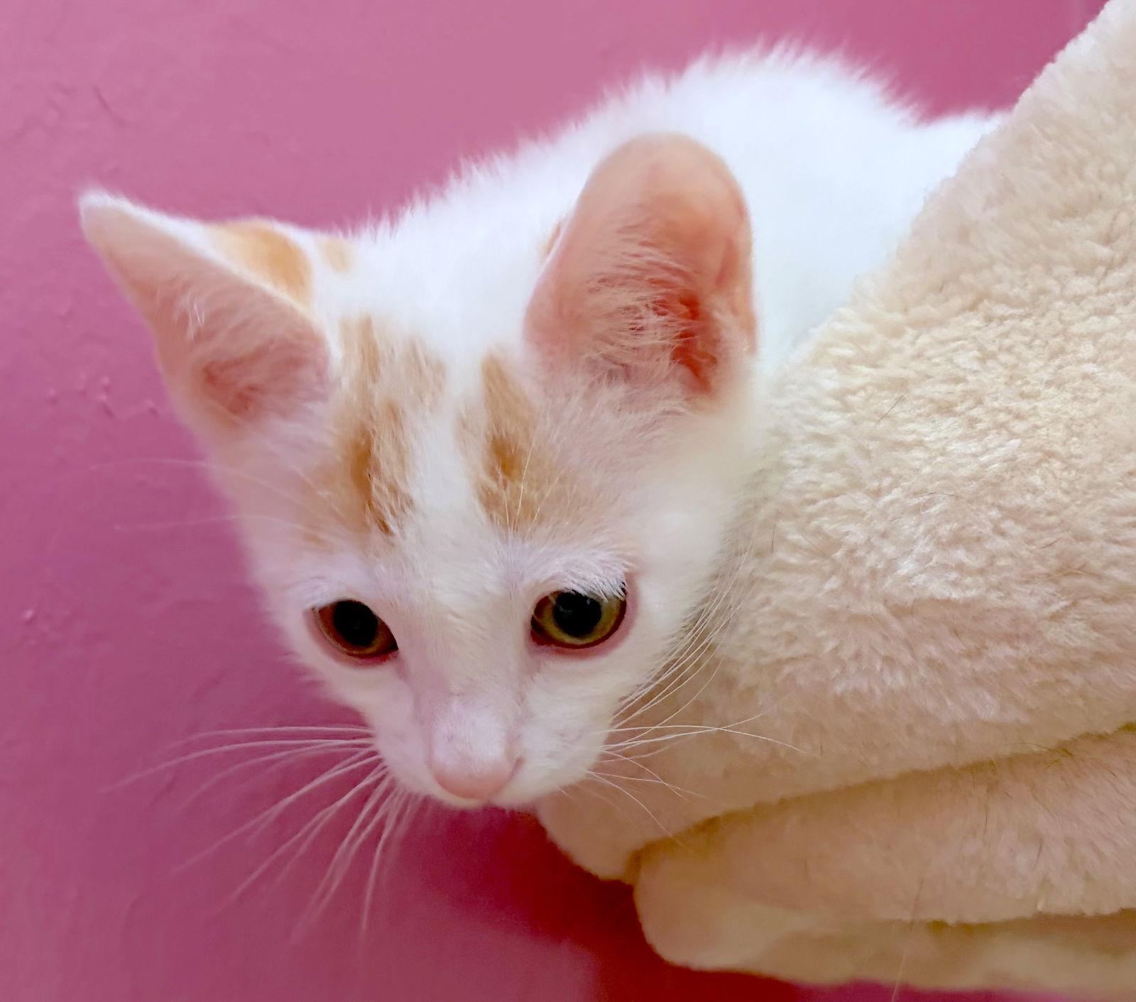 Enlarge HAWTHORNE - Bonded with Holly, a Adoptable Domestic Short Hair in Fremont, CA image 1/3