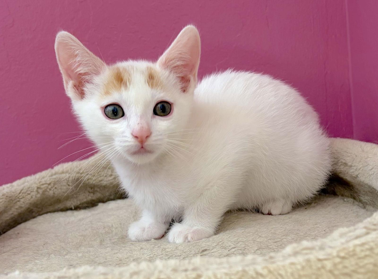 Enlarge HAWTHORNE - Bonded with Holly, a Adoptable Domestic Short Hair in Fremont, CA image 2/3